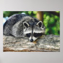 Suche nach raccoons poster Foto