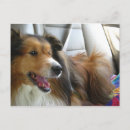 Suche nach sheltie poster Niedlich