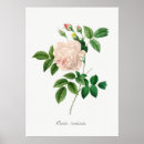 Suche nach pink poster Rose