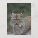 Suche nach iberisch Katze
