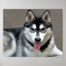 Suche nach alaskan malamute poster Tier