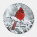 Suche nach schneemagnet Natur