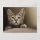 Recherche de très cartes postales Animal
