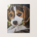 Recherche de chien de beagle puzzles Chiot