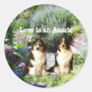 Recherche de le berger australien autocollants Chien