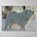 Recherche de pyrénées posters Dog