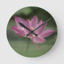Recherche de lotus horloges Plante aquatique