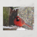 Suche nach feeder postkarten Vögel