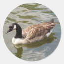Suche nach gans aufkleber Gänse