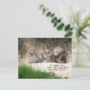 Suche nach kaninchen foto postkarten Niedlicher hase