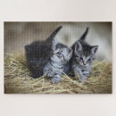 Suche nach kätzchen puzzle Tiere