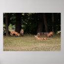 Suche nach großes gesicht poster Wildtiere