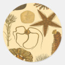 Recherche de algues autocollants Étoile