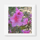 Recherche de amant de nature magnets Rose