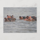 Recherche de hippopotames cartes postales Faune africaine