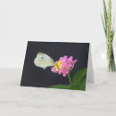Suche nach weiße schmetterlinge karten Blume
