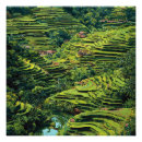 Suche nach reisterrassen poster Indonesien