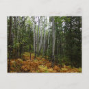 Recherche de bouleau blanc cartes postales Paysage