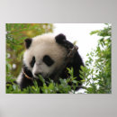 Suche nach zoo animals poster Bear