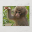 Recherche de petit singe cartes postales Mignon