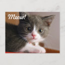 Recherche de miauler cartes postales Chaton