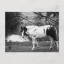 Recherche de peintures de cheval cartes postales Chevaux