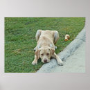 Suche nach labradors poster Lustig