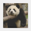 Suche nach shaanxi magnete Tier