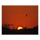 Recherche de marécage posters Coucher de soleil