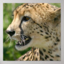 Suche nach geparden poster Katze