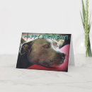 Suche nach staffordshire bullterrier karten Staffy
