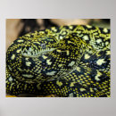 Suche nach python poster Haustier