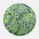 Recherche de brocoli magnets Sain