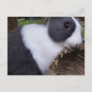 Recherche de rabbit cartes postales Animaux