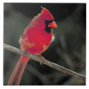 Recherche de oiseau rouge carreaux Cardinal du nord