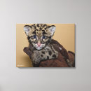Suche nach tierfotos poster Tierphotographie