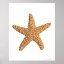 Suche nach tierthemen poster Meereswelt