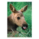 Suche nach elch foto poster Nordamerika