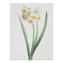 Suche nach antike botanische illustration poster Botanischer druck