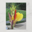 Recherche de canna cartes postales Fleur