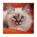 Suche nach hauskatze fliesen Kätzchen