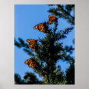 Suche nach monarchfalter poster Foto