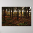 Recherche de forêt de sherwood Arbres