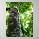 Suche nach vanille poster Orchidee