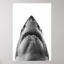 Suche nach shark poster Ozean