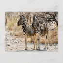 Recherche de zebra cartes postales Paysage