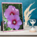 Suche nach rosa rose fotoplatten Blumenreich