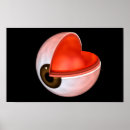 Recherche de oeil humain posters Médecine