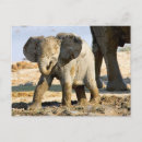 Suche nach namibia postkarten Wildtiere