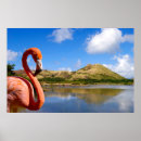 Suche nach karibischer flamingo poster Flamingos